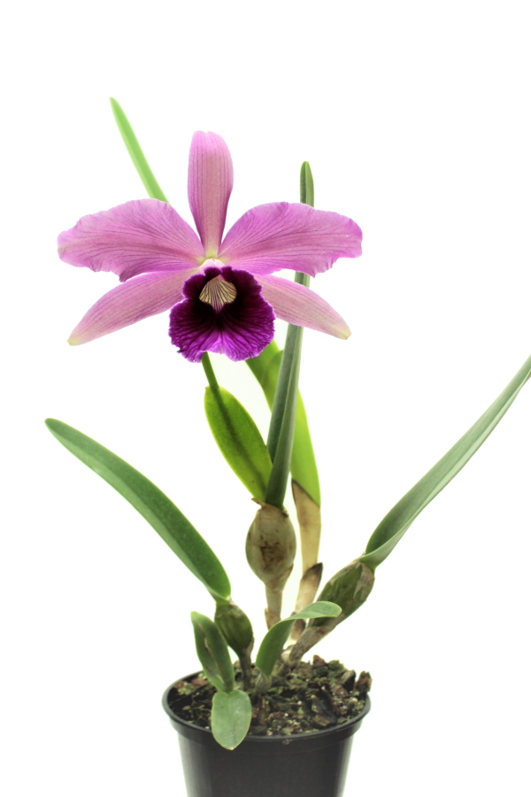 Laelia tenebrosa x Laelia purpurata sanquinea