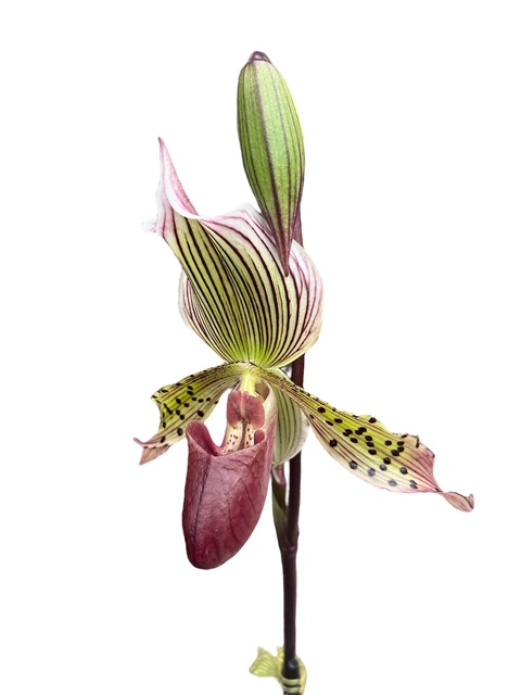 Paphiopedilum l'Ansonii (rothschildianum x Morganiae)