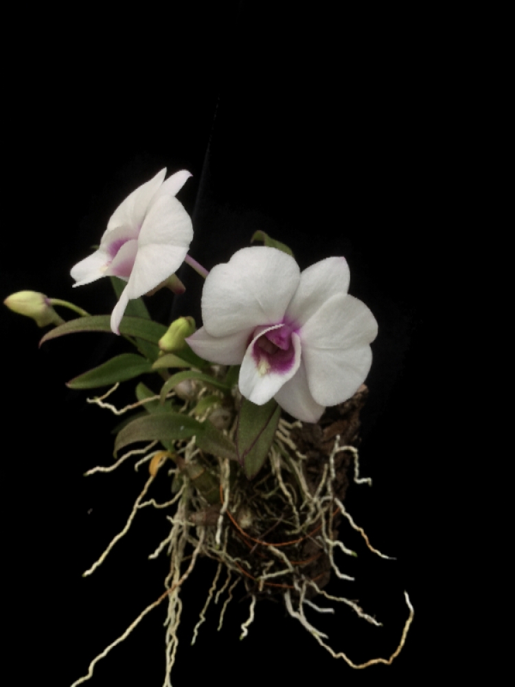 Dendrobium Jairak weiss