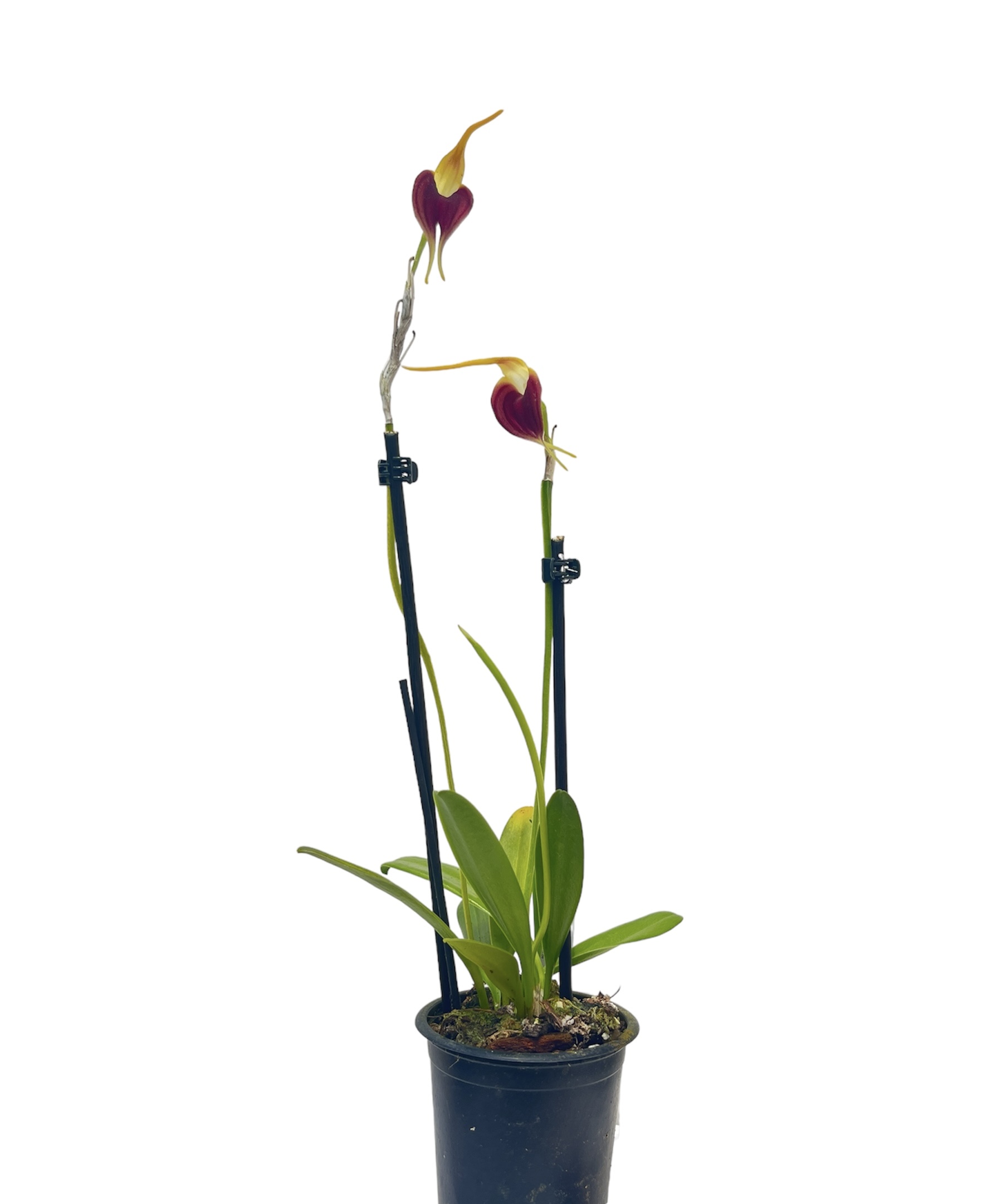 Masdevallia virgo-cuencae