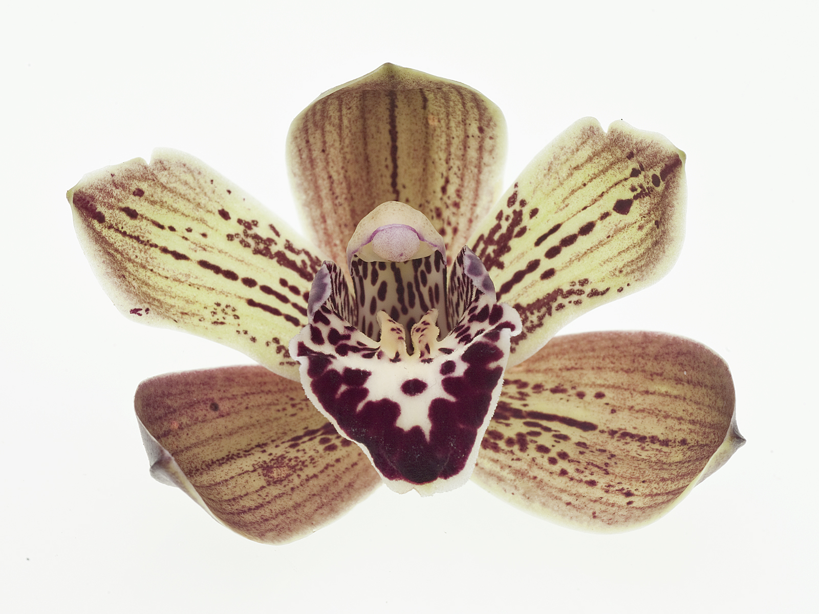 Cymbidium Vogel´s Magic