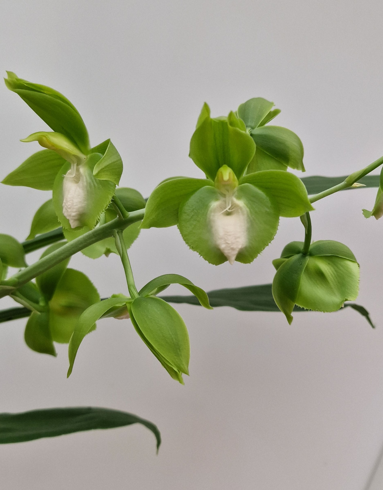 Catasetum Portagee Star 'Brian Lawson's Sunrise' HCC/AOS x Catasetum lucis 'Dana's Bird of Paradise' AM/AOS