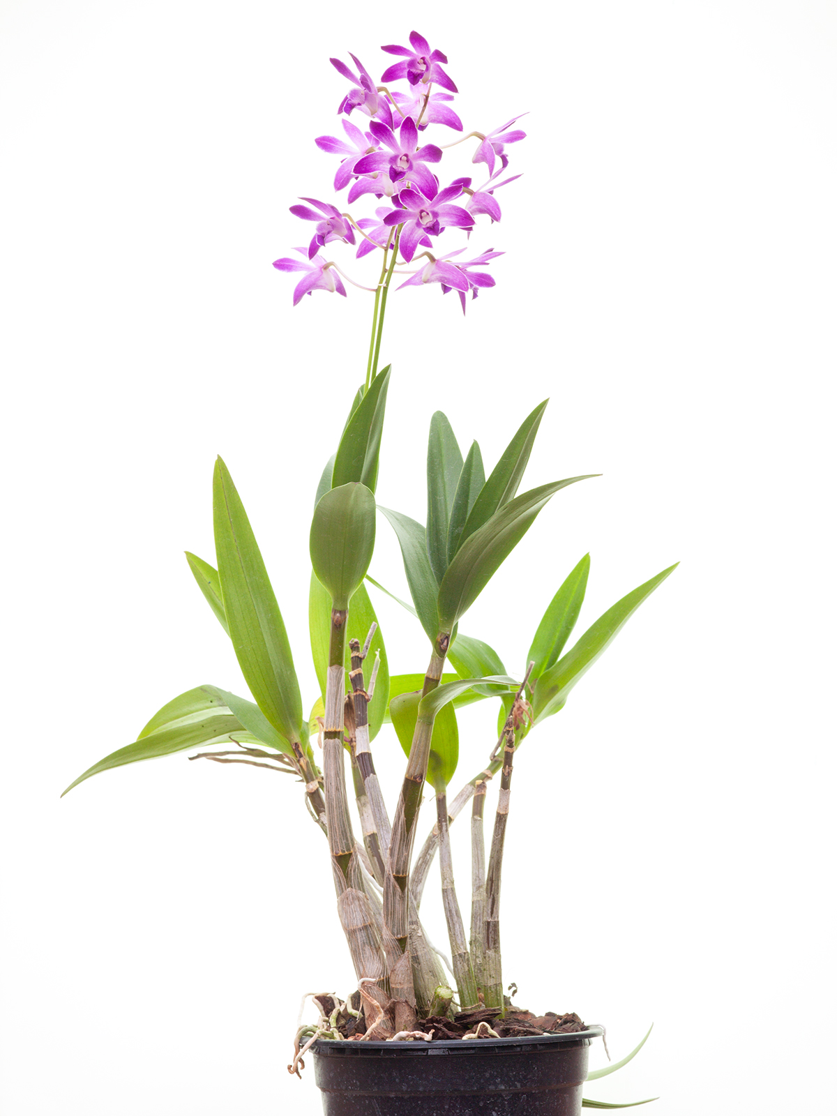 Dendrobium kingianum