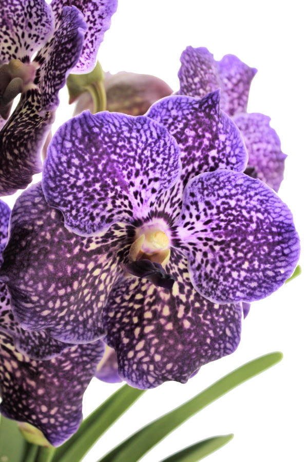 Vanda SUNANDA® Royal Purple