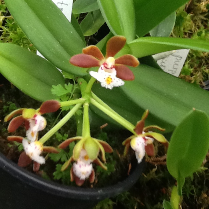 Gastrochilus acutifolius (Ampel)