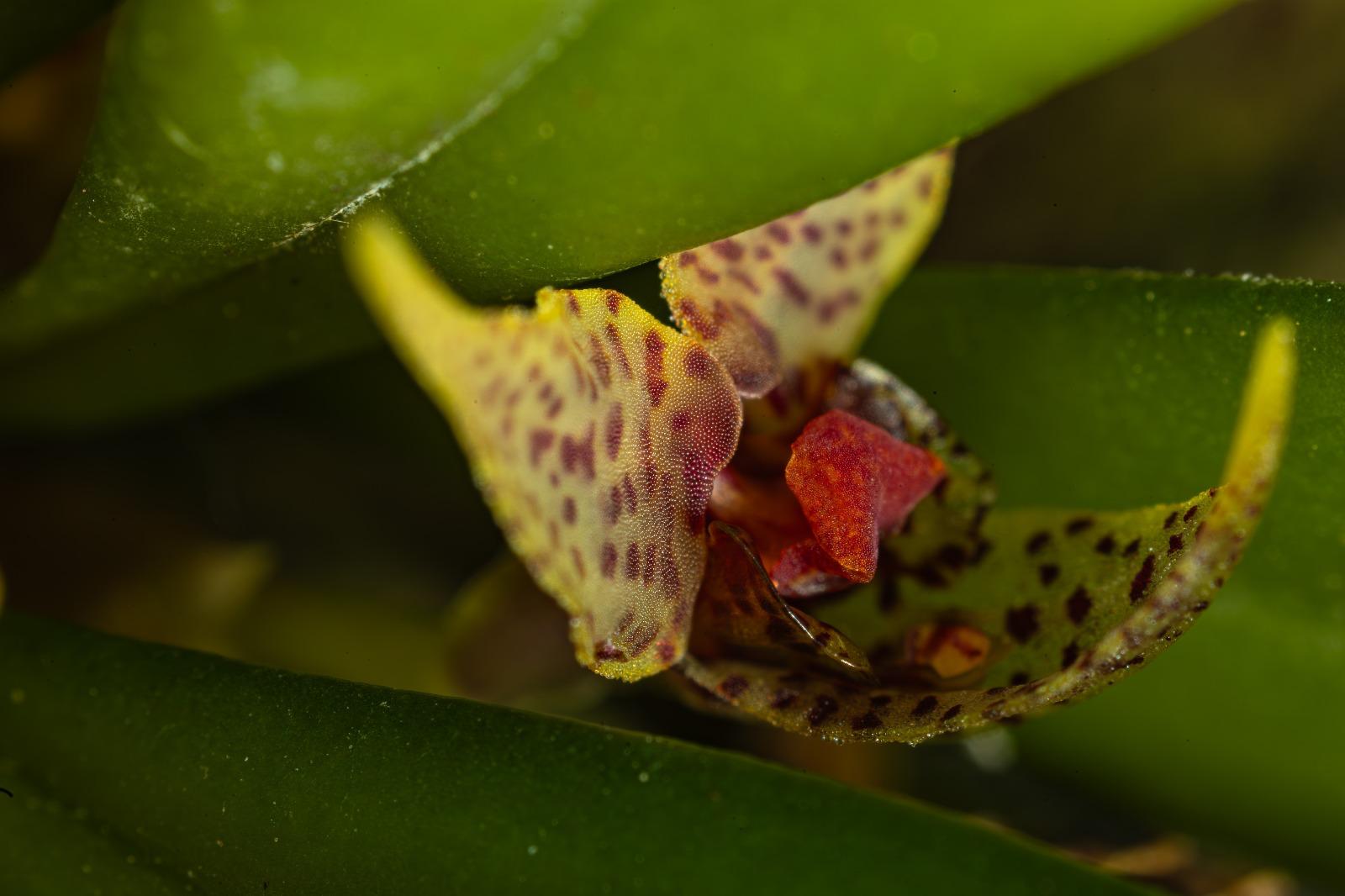 Dryadella cuspidata (a)