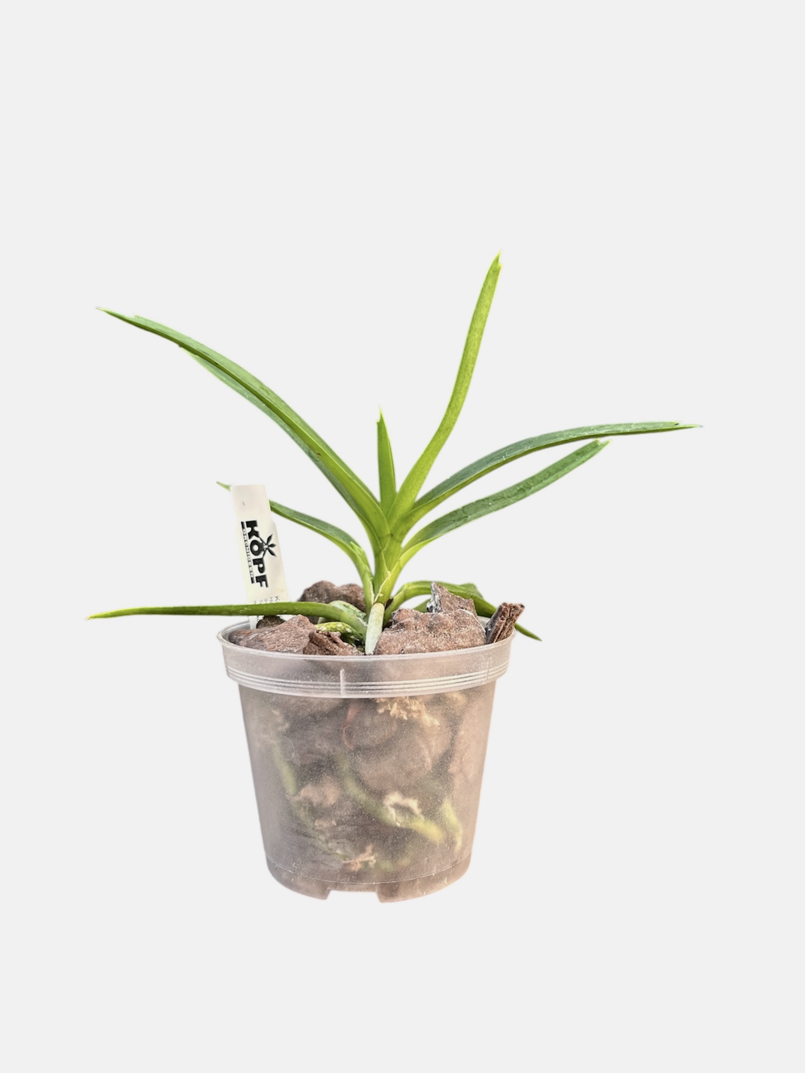 Vanda cristata