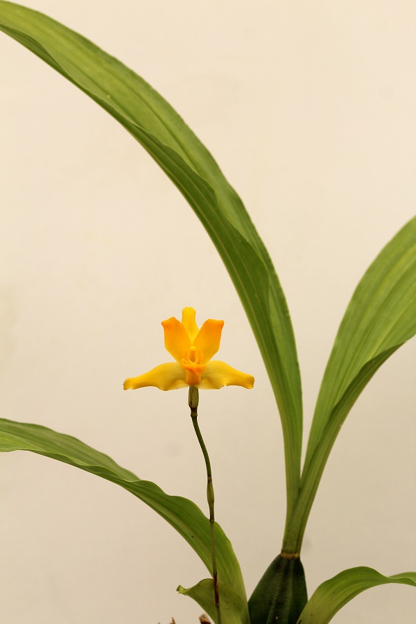 Lycaste cruenta