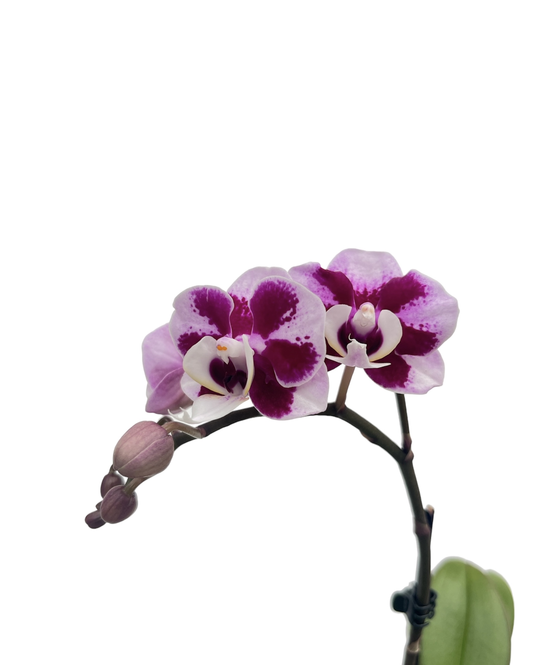 Phalaenopsis Kaitlin