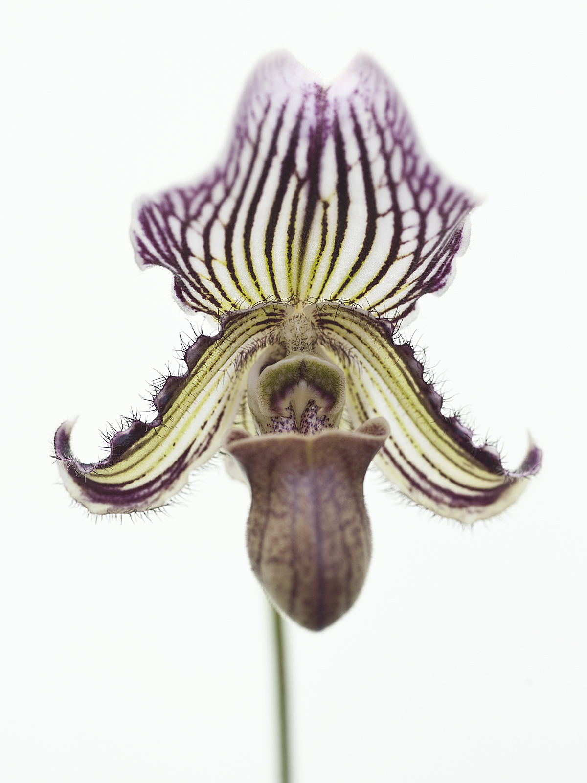 Paphiopedilum fairrieanum