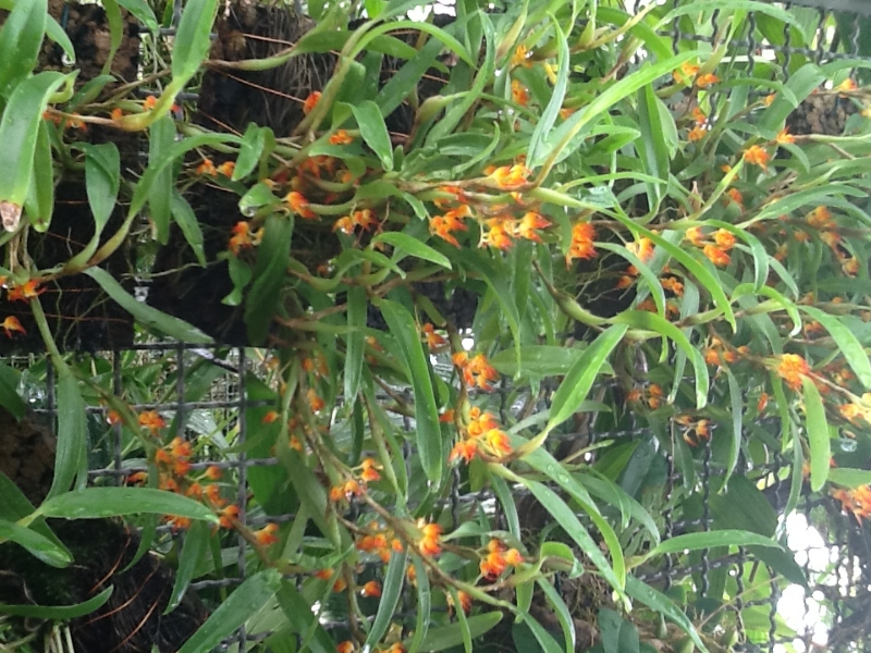 Bulbophyllum aff.smithianum