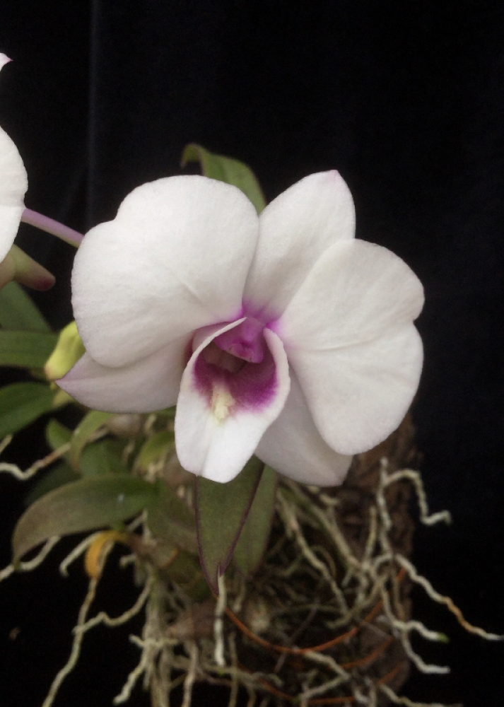 Dendrobium Jairak weiss