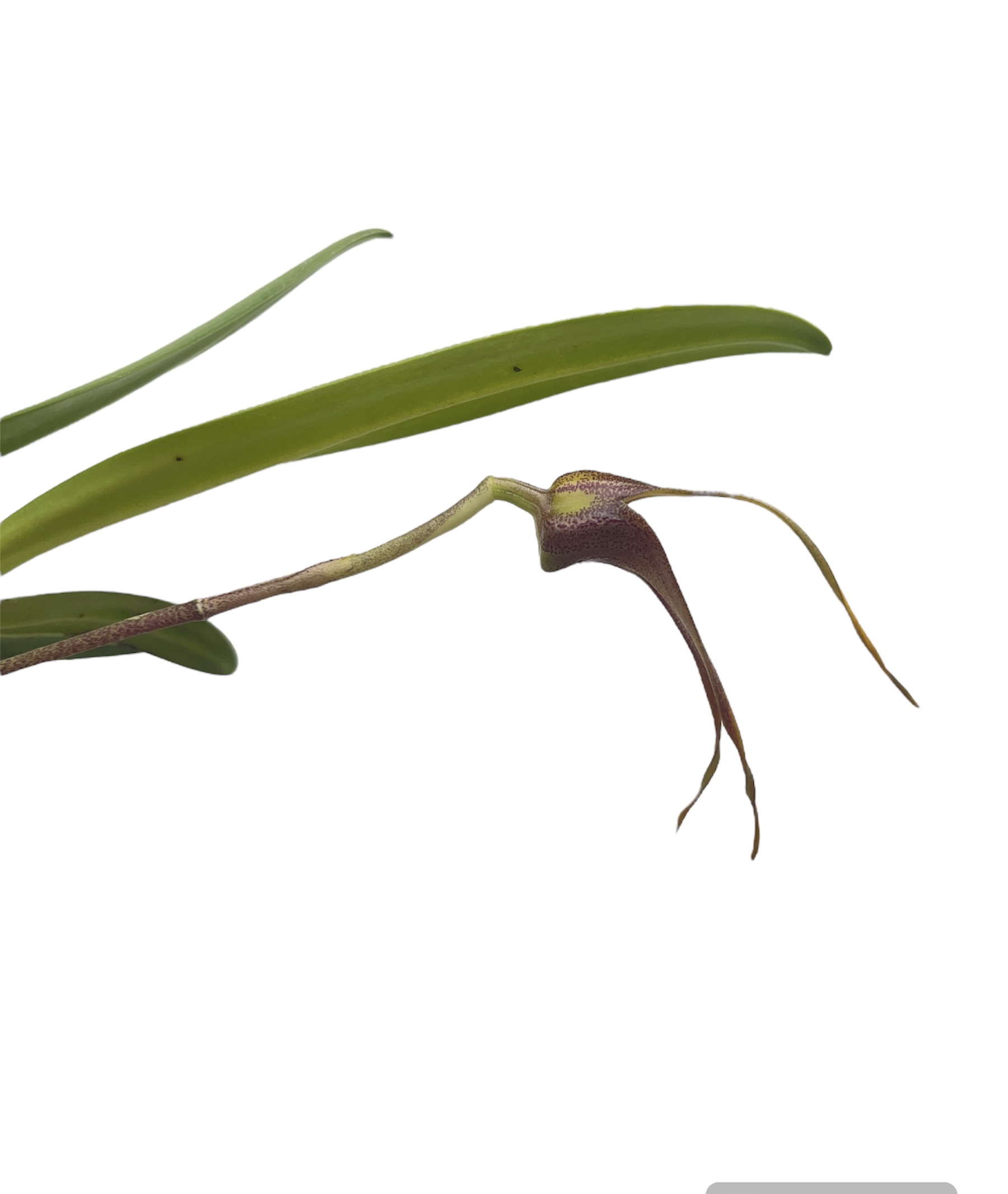 Masdevallia colossus