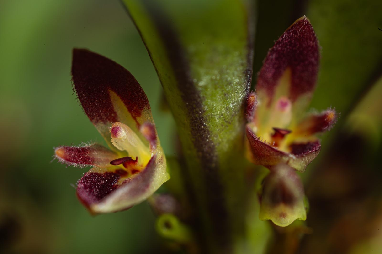 Anathallis barbulata