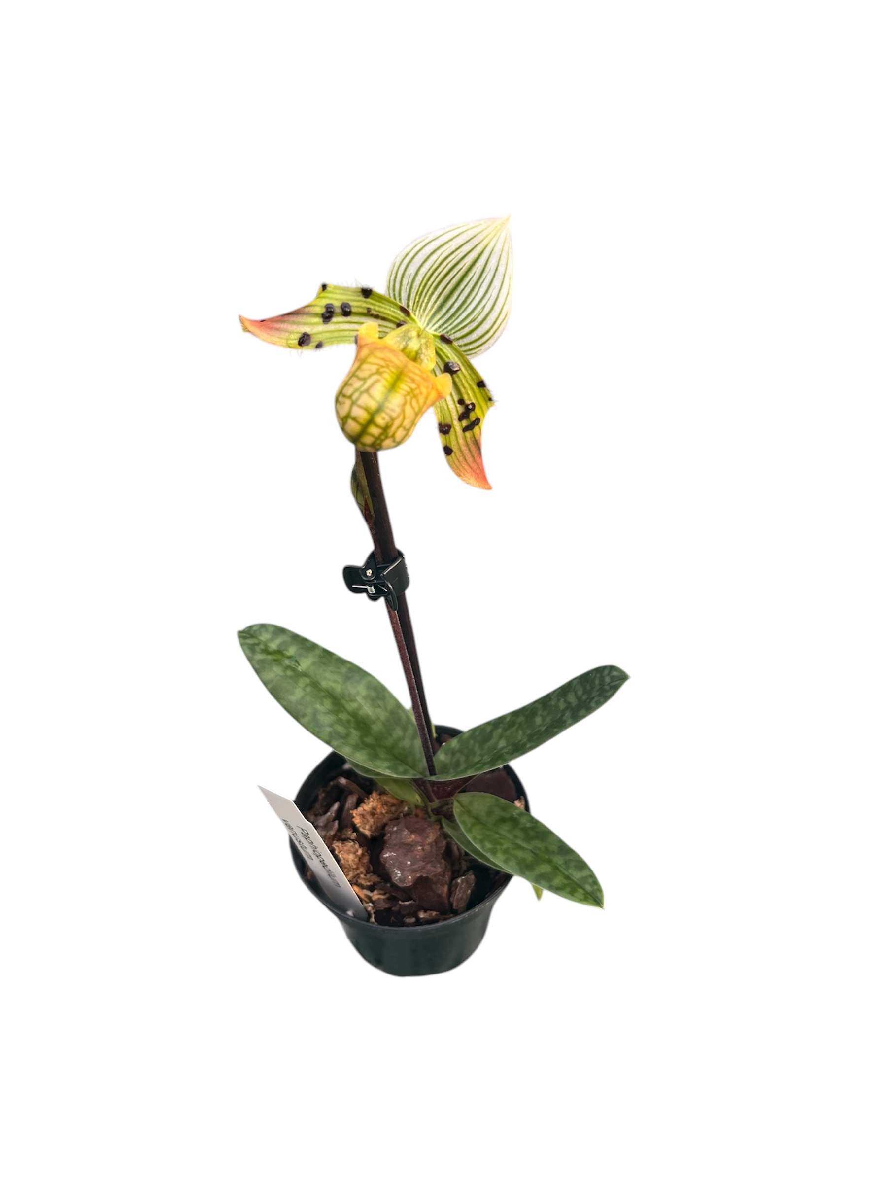 Paphiopedilum venustum