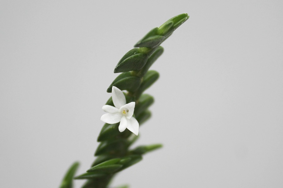 Angraecum distinchum