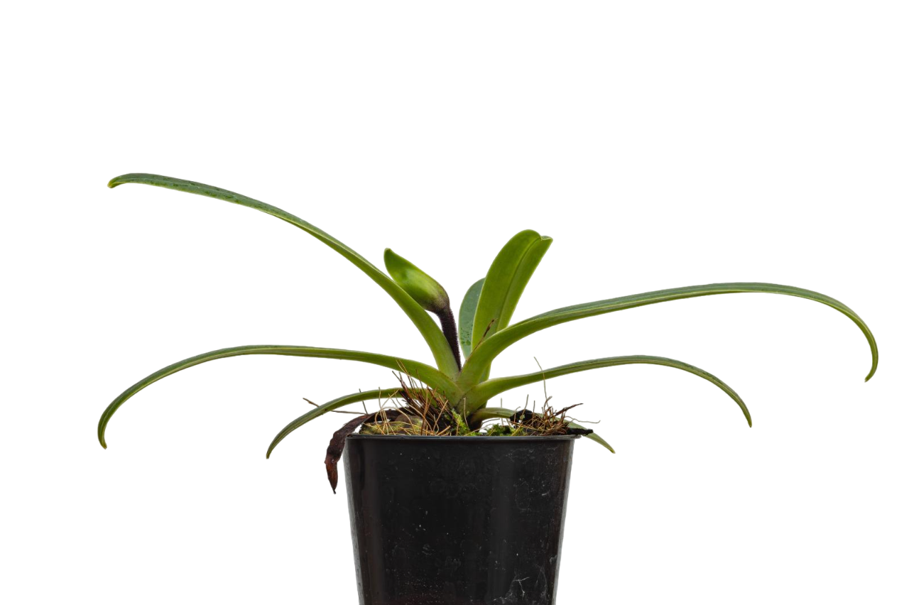 Paphiopedilum barbigerum 