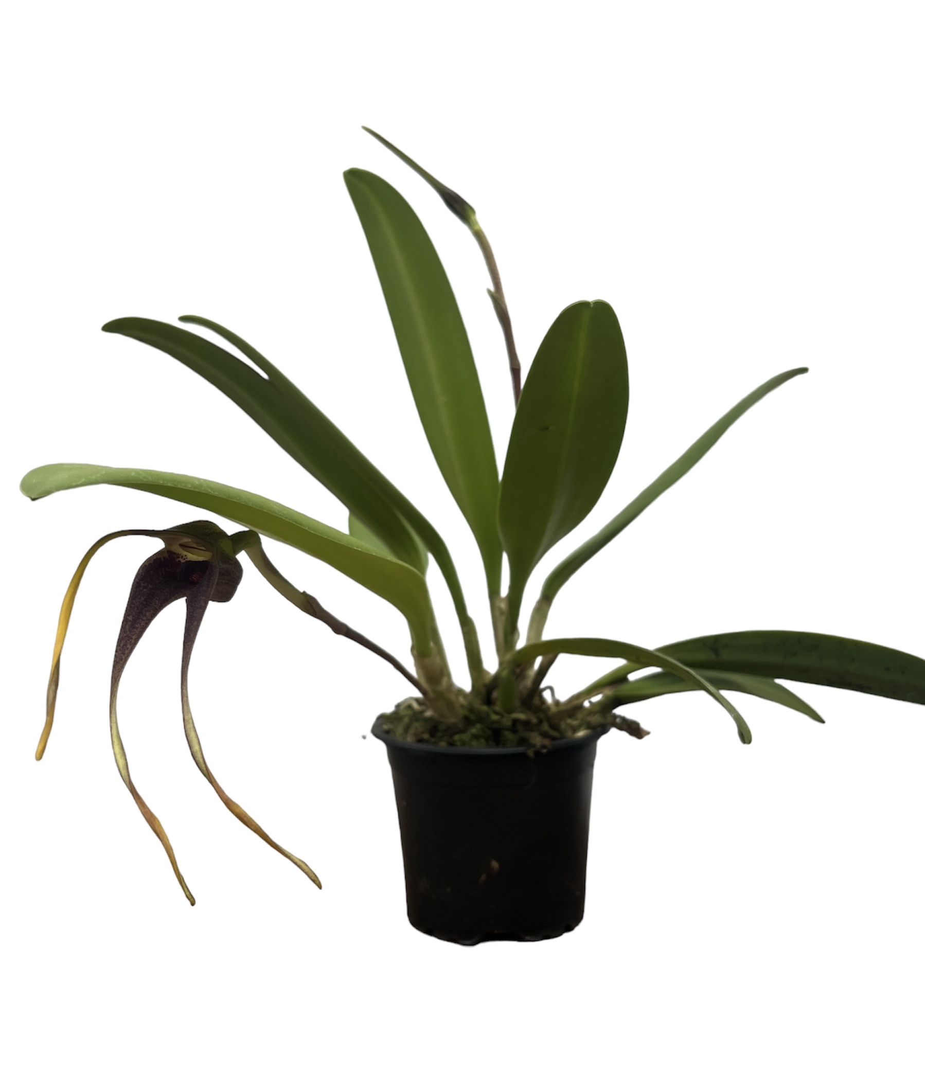 Masdevallia colossus