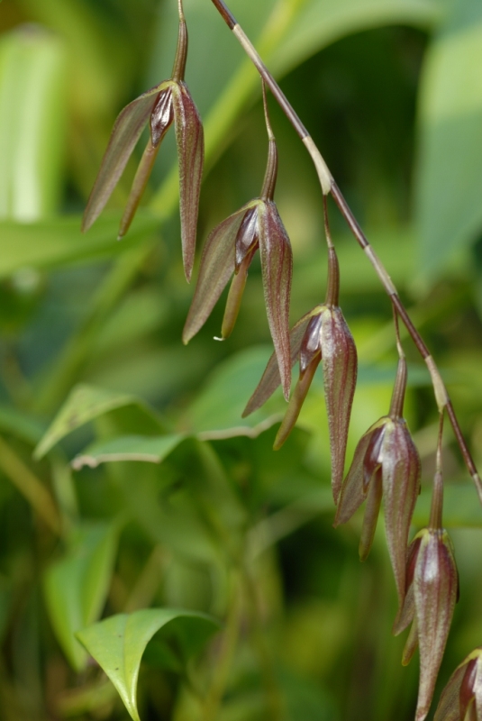 Pleurothallis excelsa