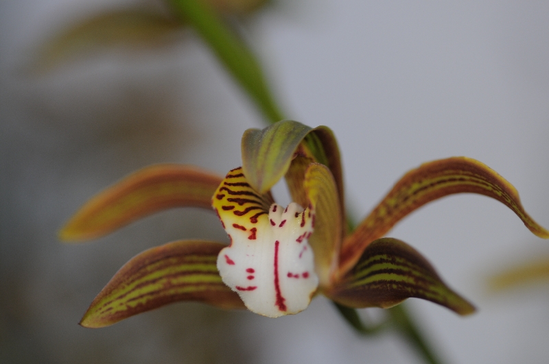 Cymbidium erythraeum