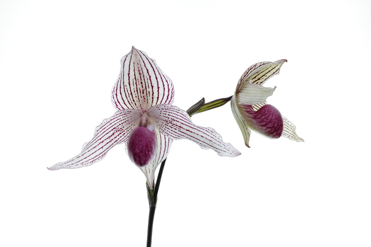 Paphiopedilum Chou-Yi Rookie (rothschildianum 'Little Giant' x thaianum 'Perfect circle')