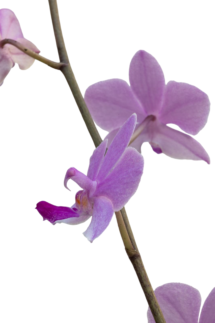 Phalaenopsis pulcherrima coerulea x lowii