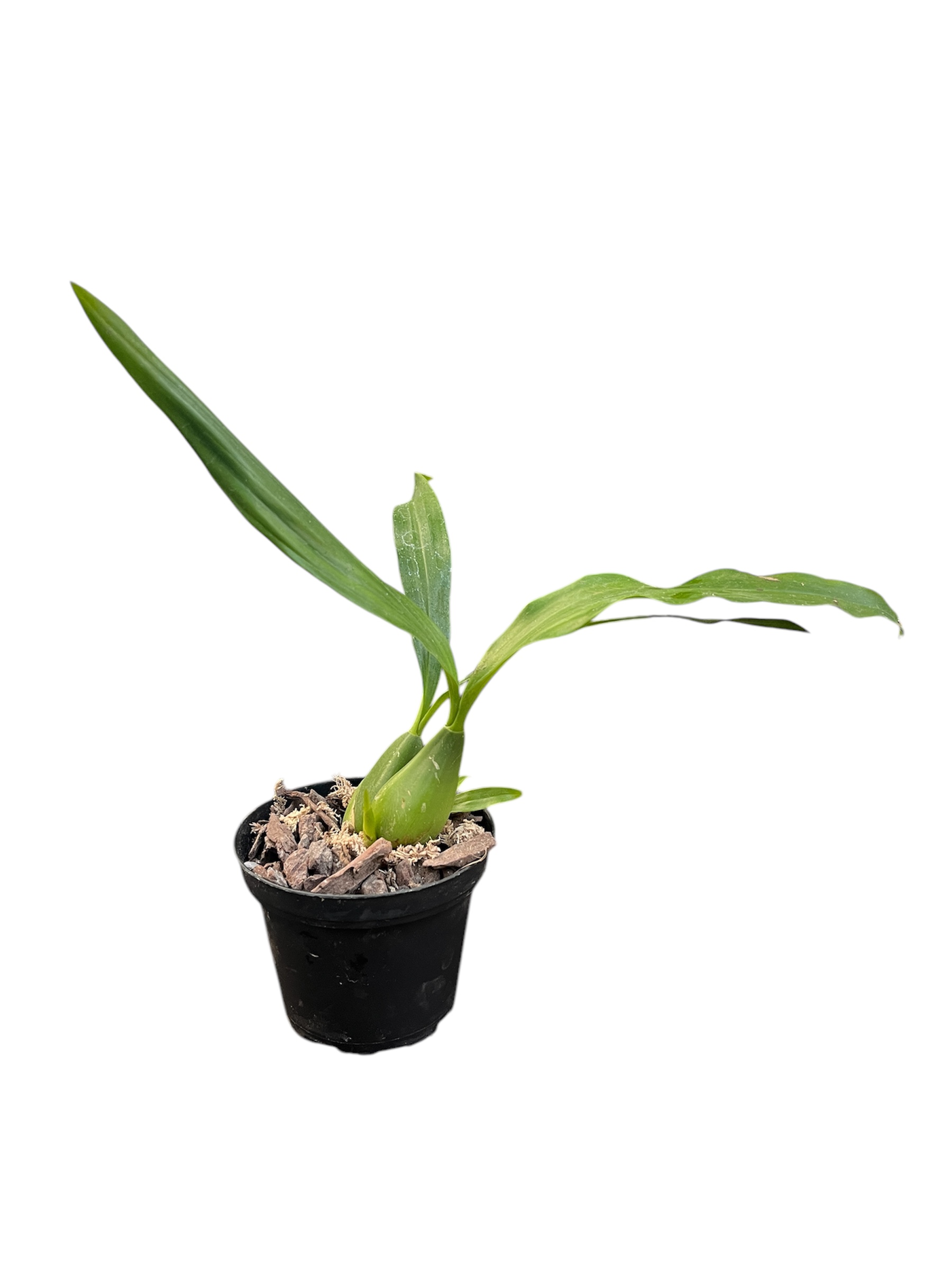 Coelogyne speciosa x usitana