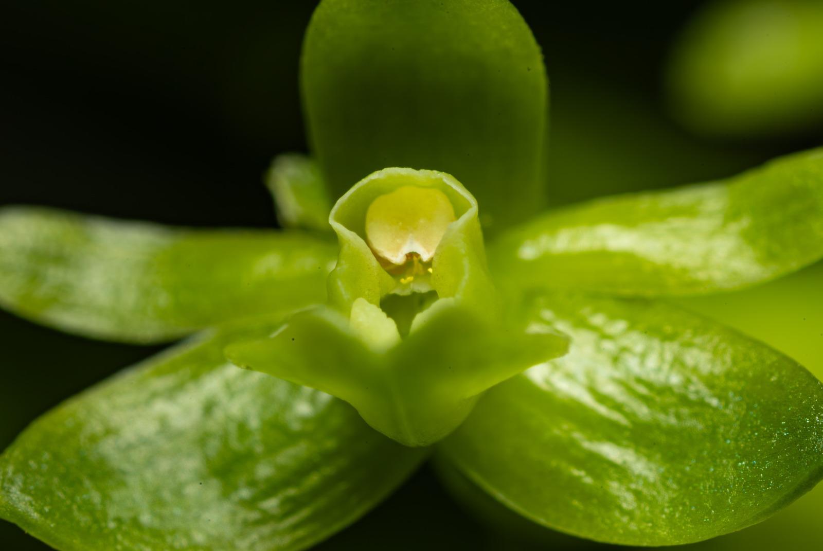 Epidendrum repens