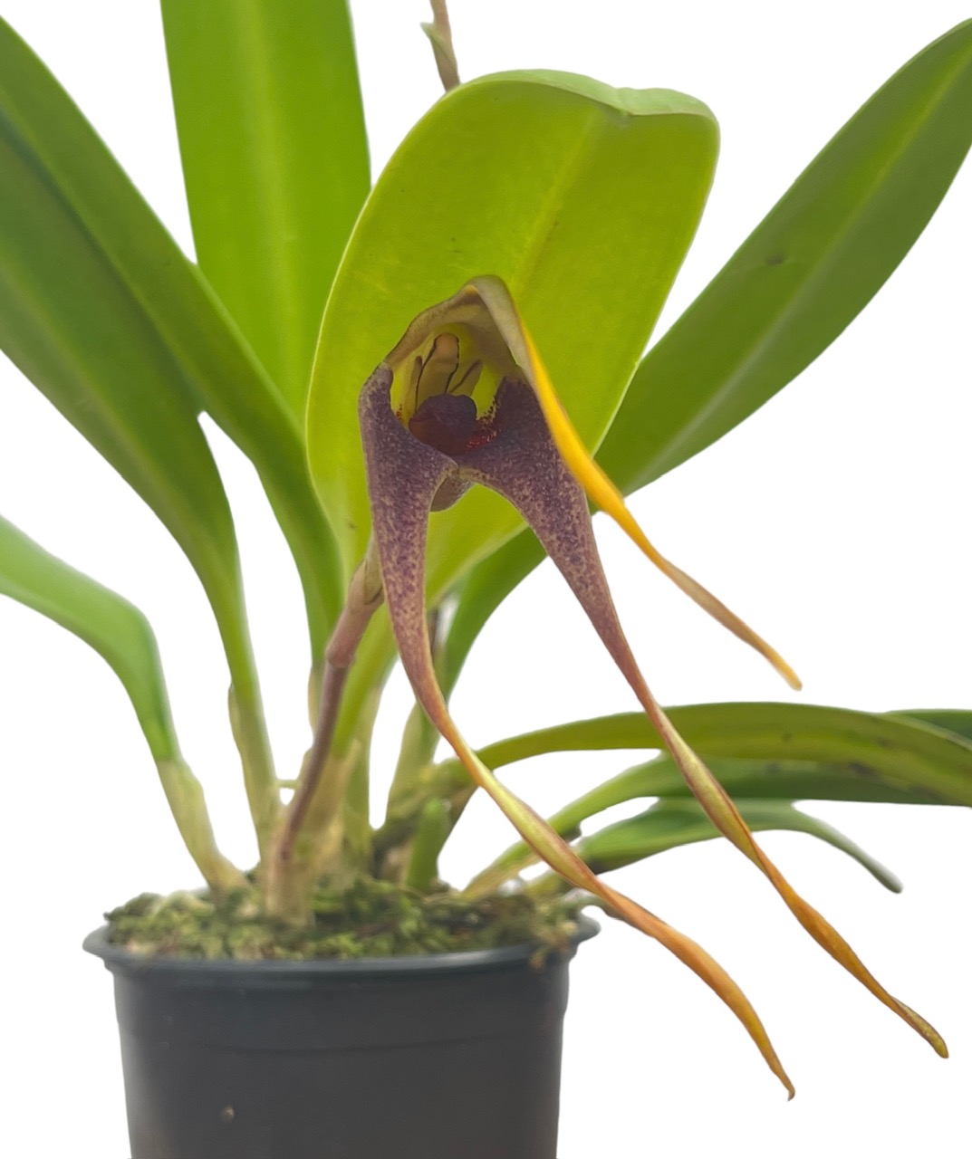 Masdevallia colossus