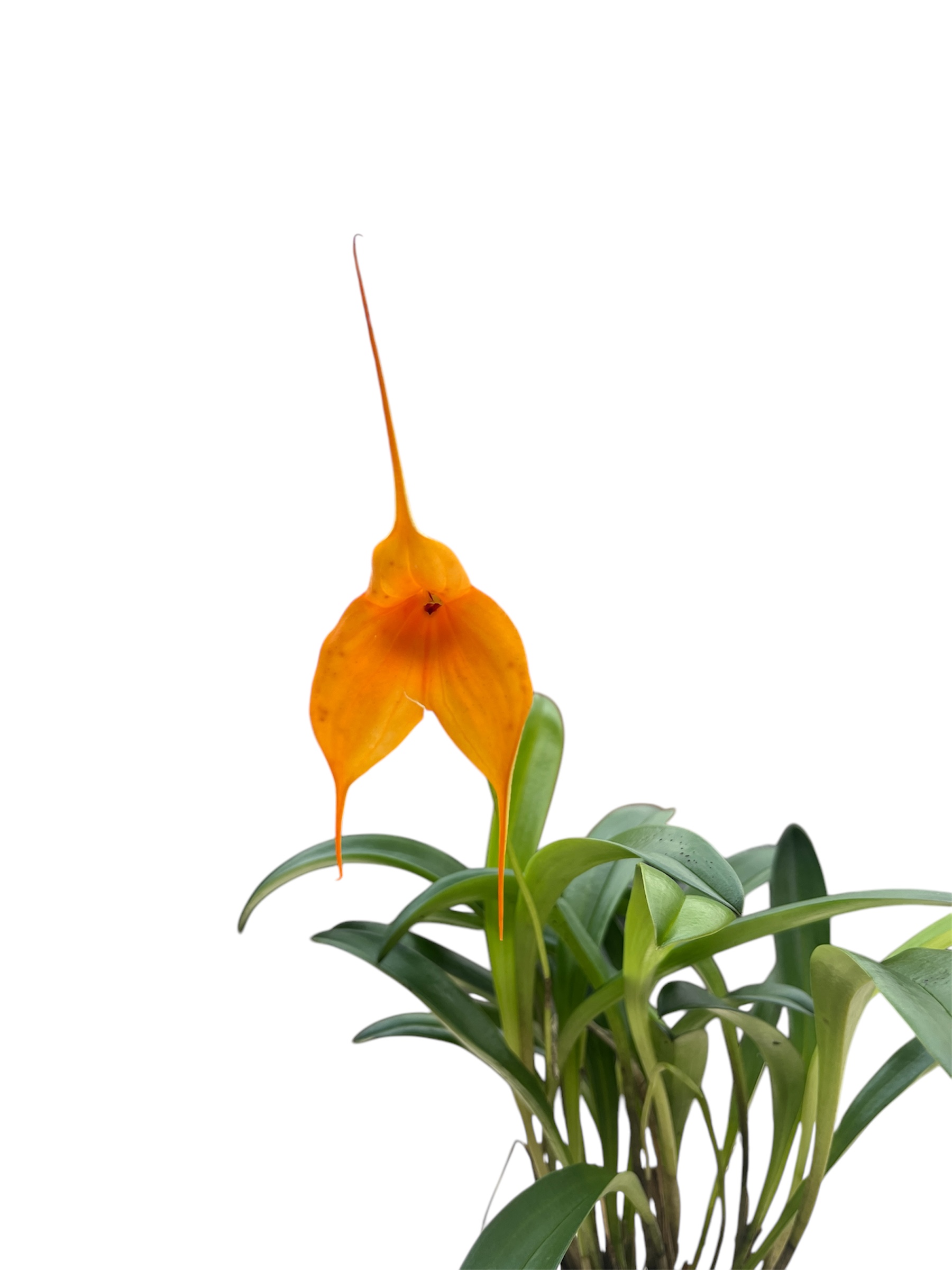 Masdevallia Hybride Select (Orange)