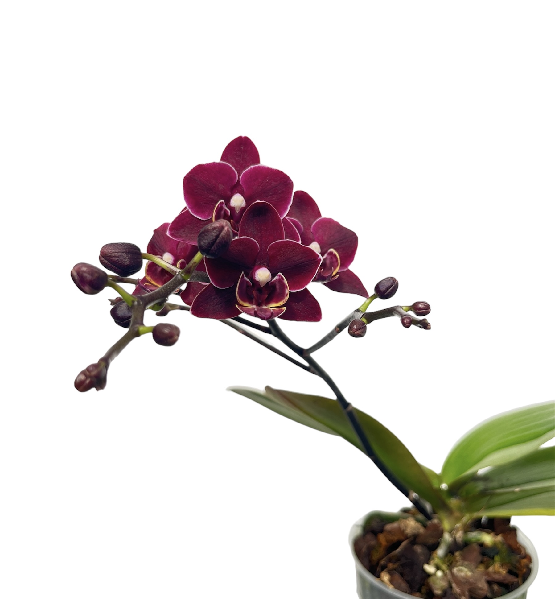 Phalaenopsis Black Angel 'Black Cat'