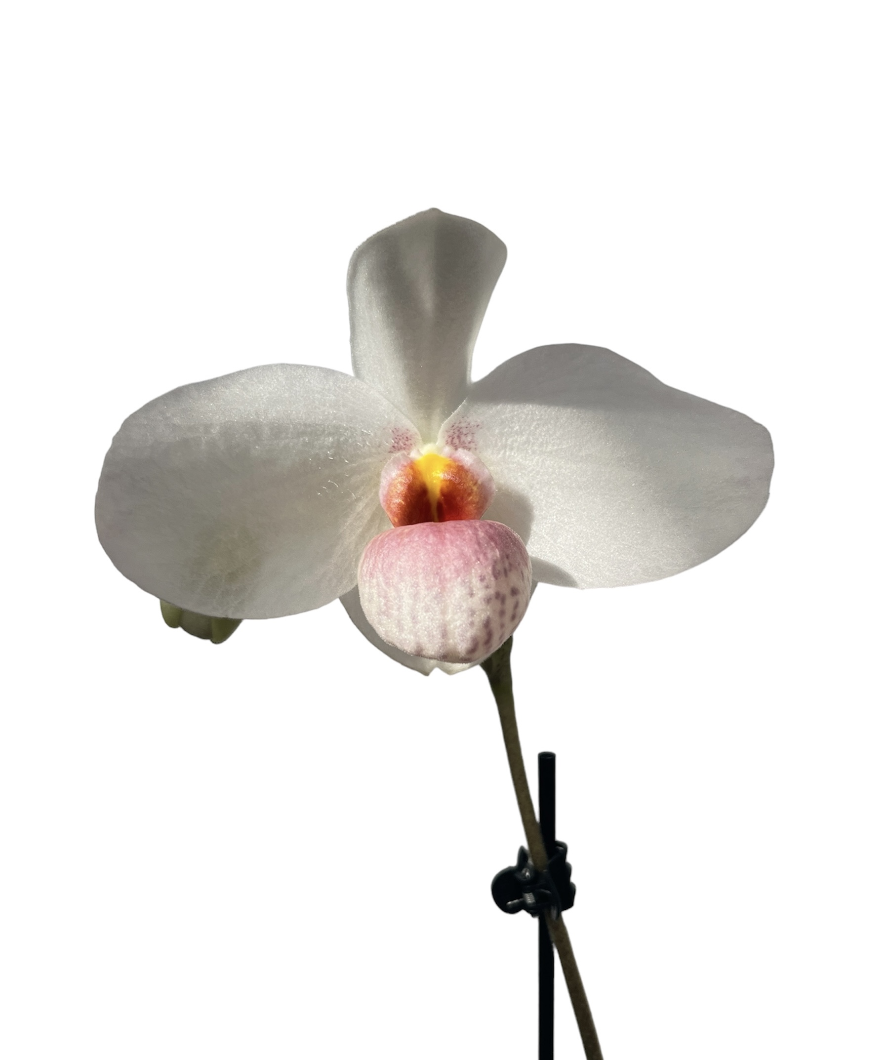 Paphiopedilum Joyce Hasegawa