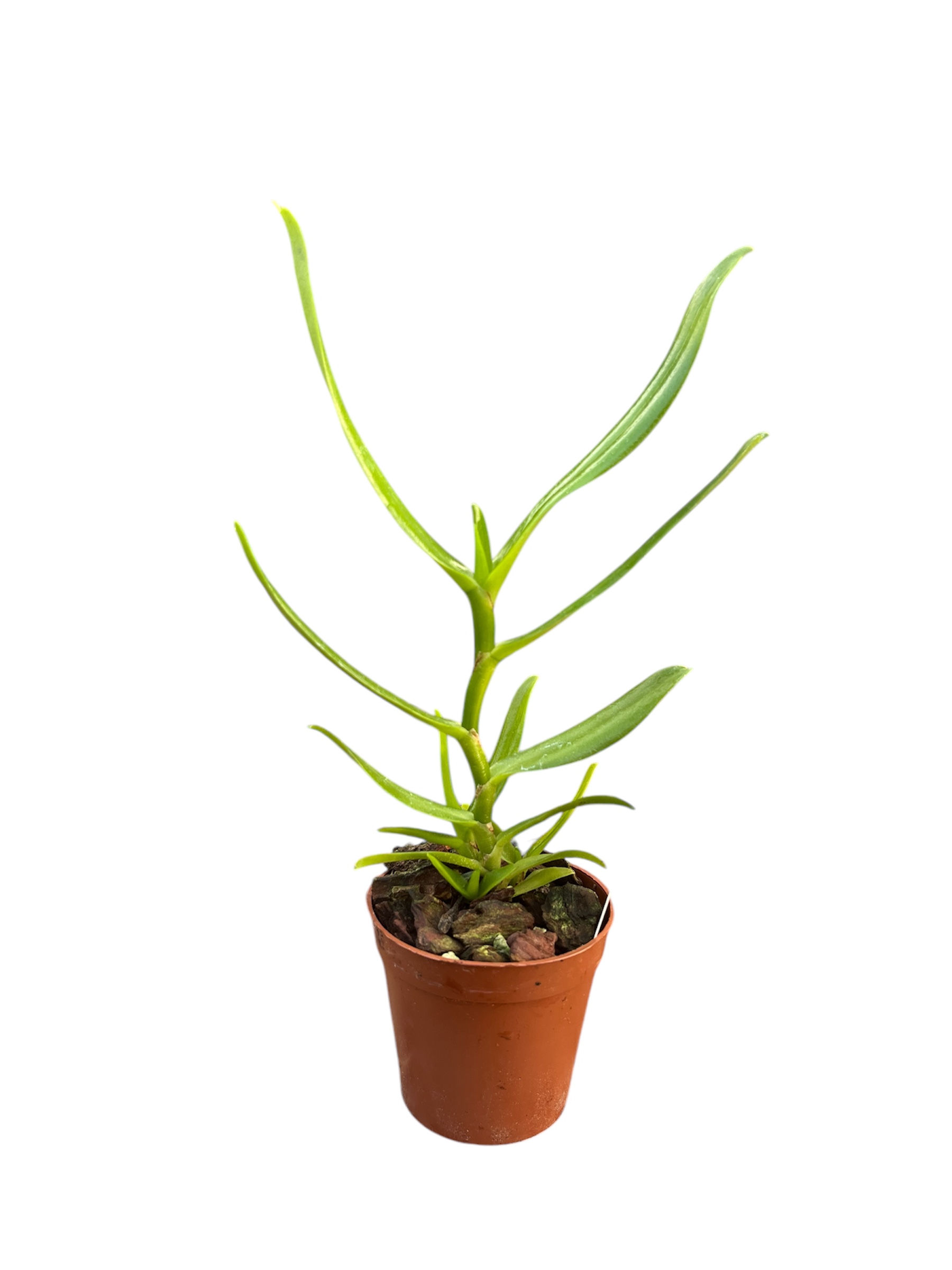 Angraecum florulentum