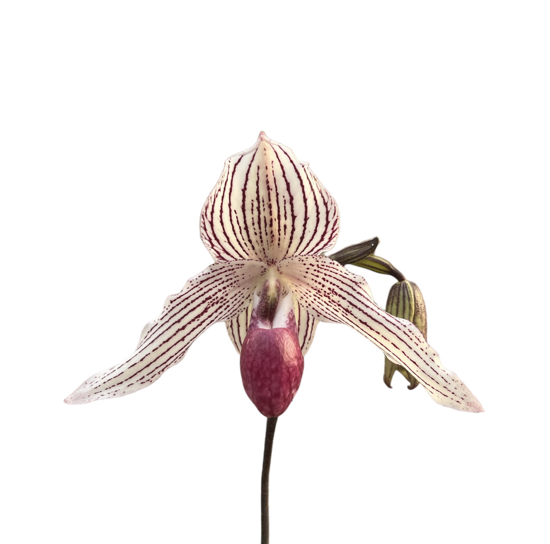 Paphiopedilum Chou-Yi Rookie (rothschildianum 'Little Giant' x thaianum 'Perfect circle')