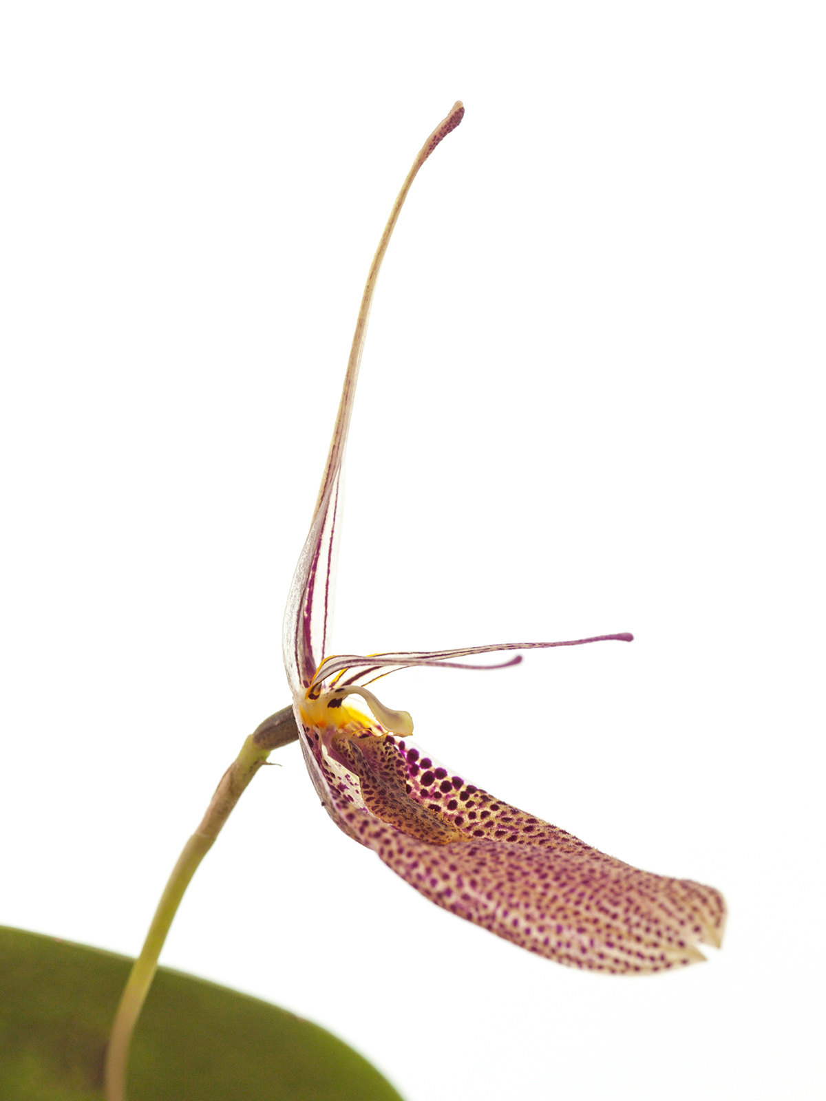 Restrepia antennifera