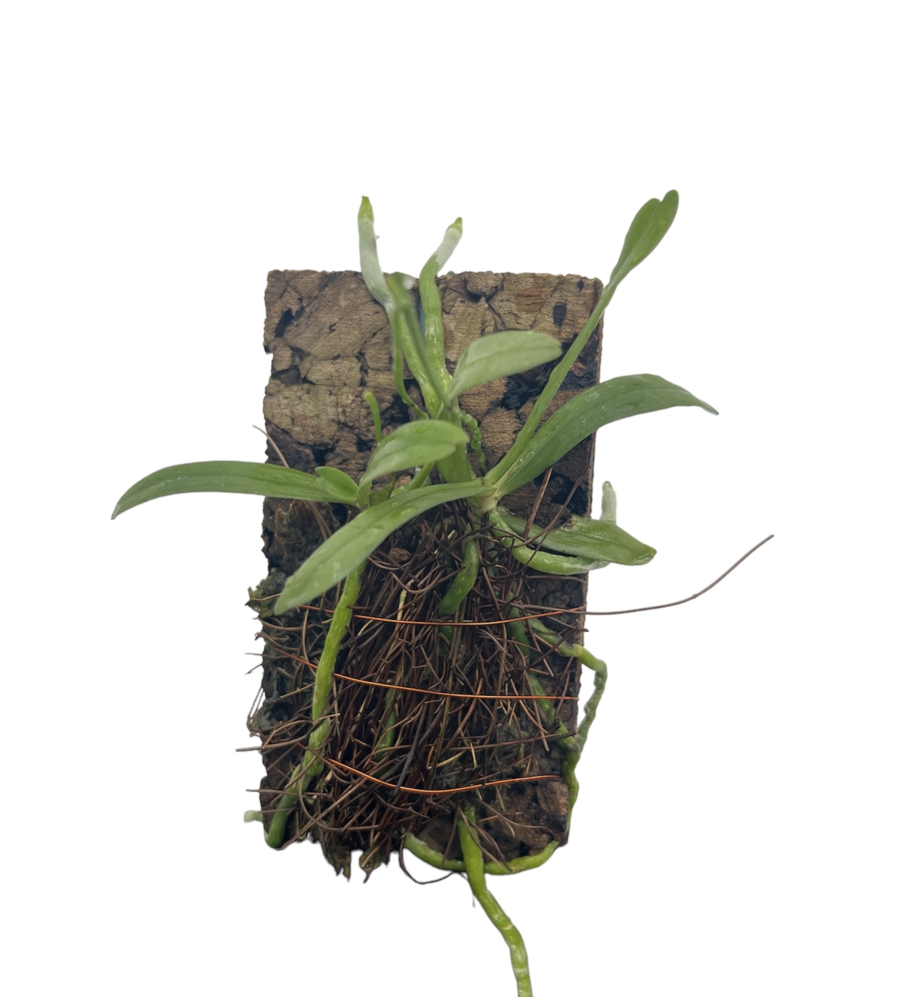 Aerangis luteoalba var. rhodostica (zwei Pflanzen auf Kork)