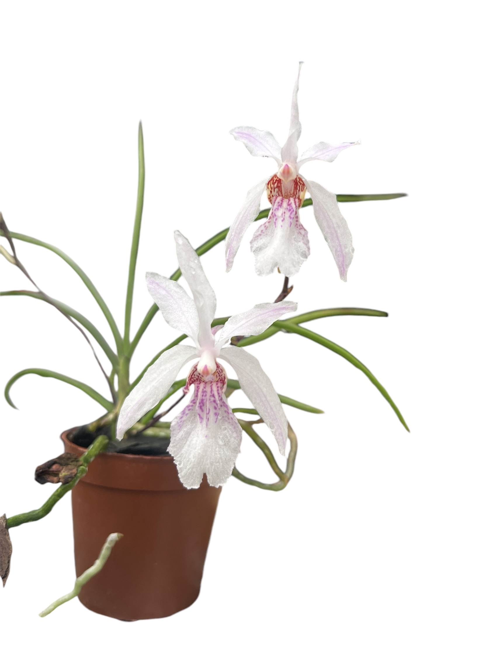 Holcoglossum lingulatum x kimballianum