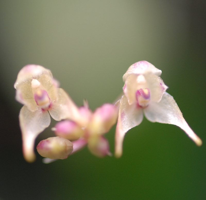 Bulbophyllum levinei