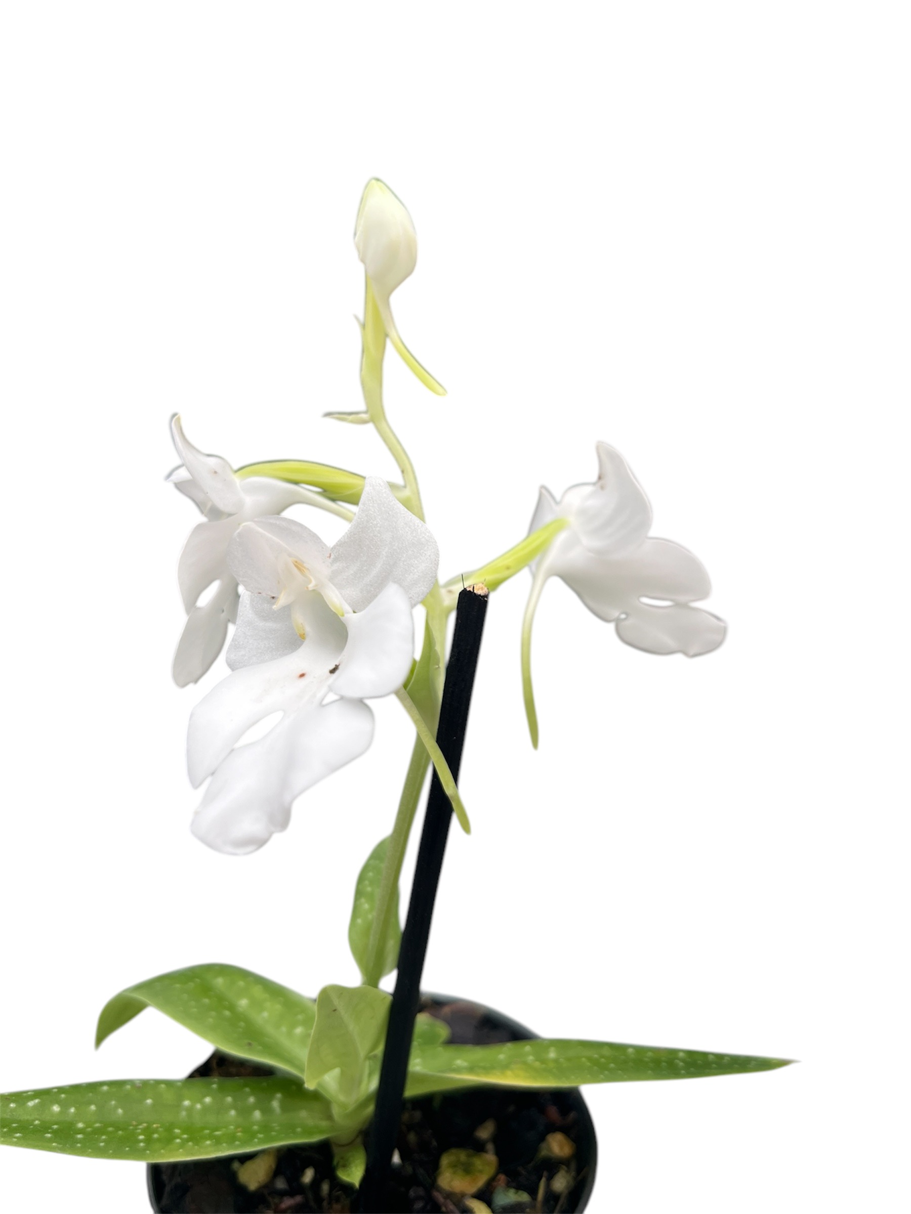 Habenaria carnea var. alba