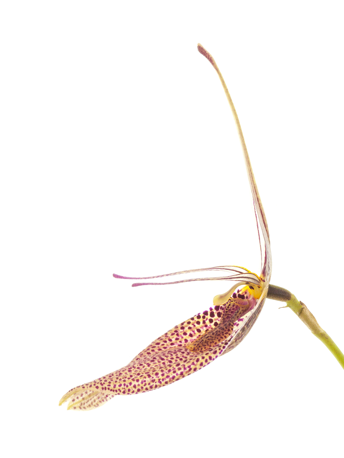 Restrepia antennifera