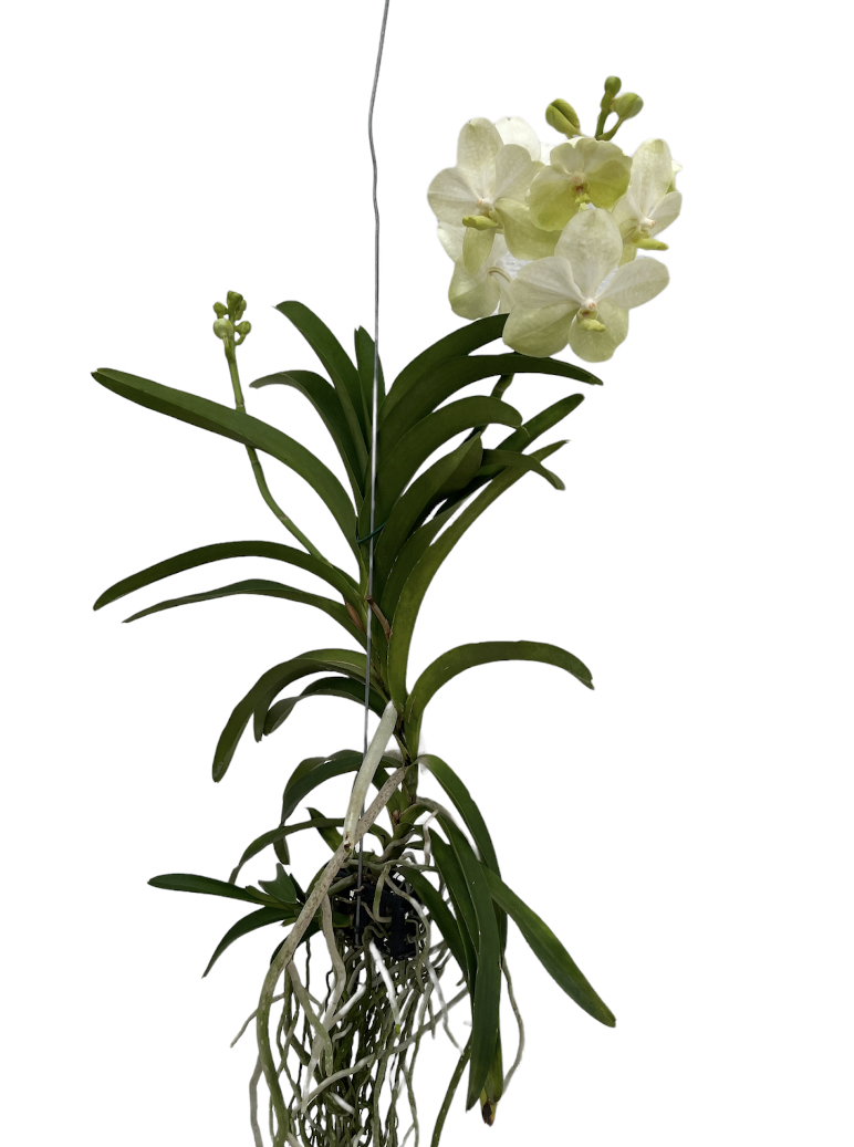 Vanda TAYANEE®  White