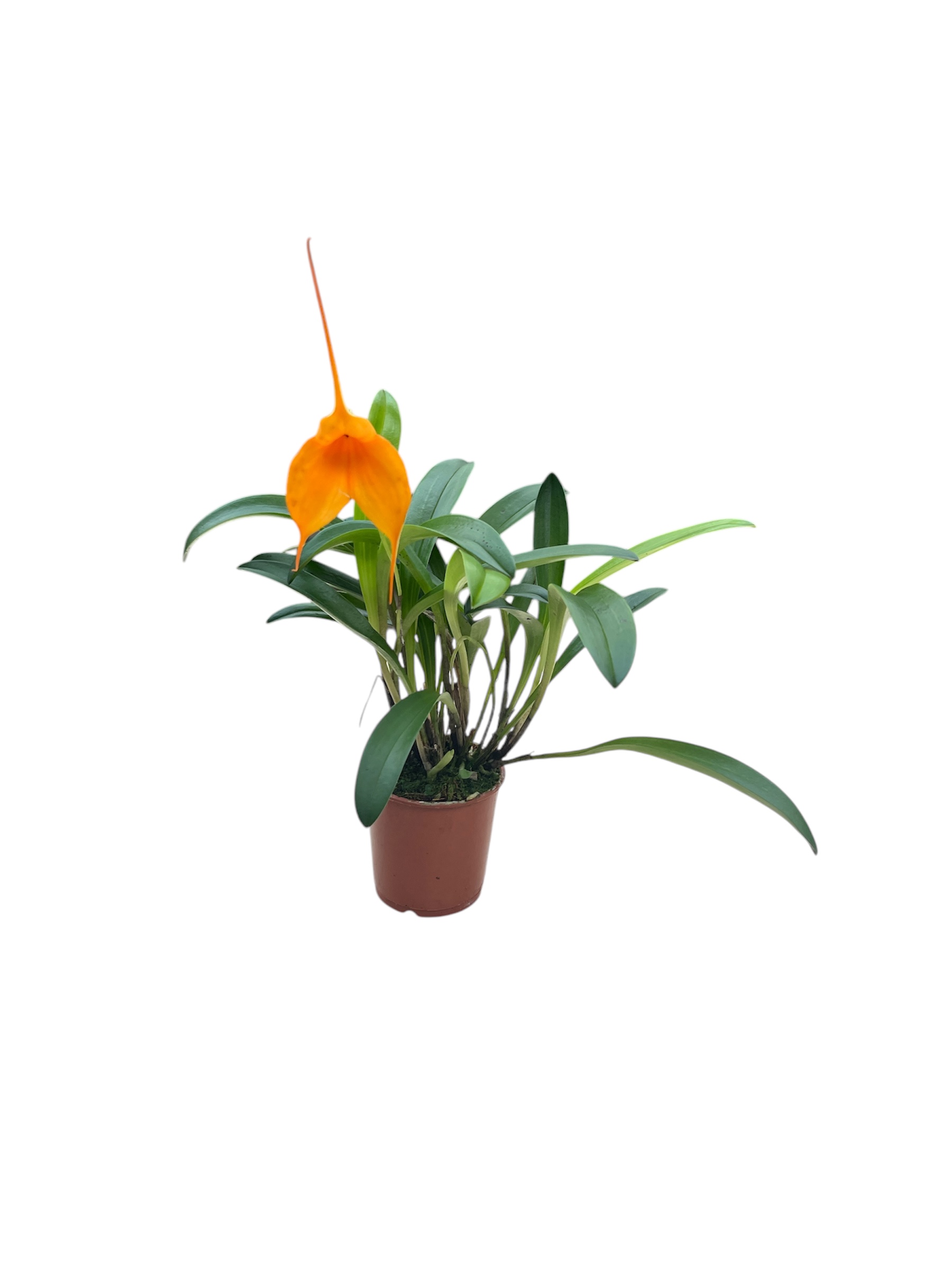 Masdevallia Hybride Select (Orange)