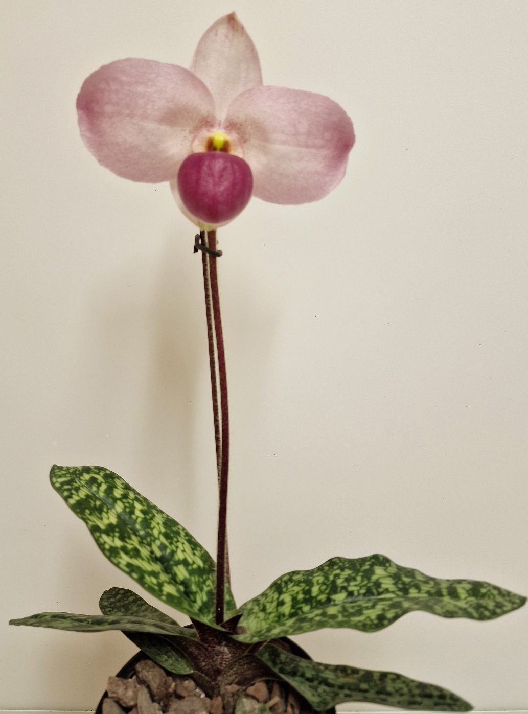 Paphiopedilum Ho Chi Minh