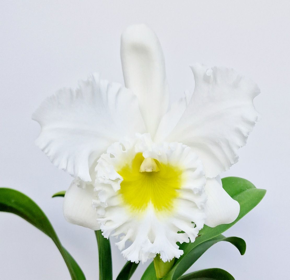 Cattleya Burdekin Wonder 'Lakeland'