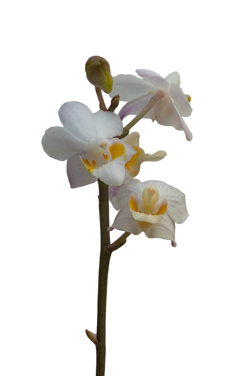 Phalaenopsis pulcherrima var. marmorata