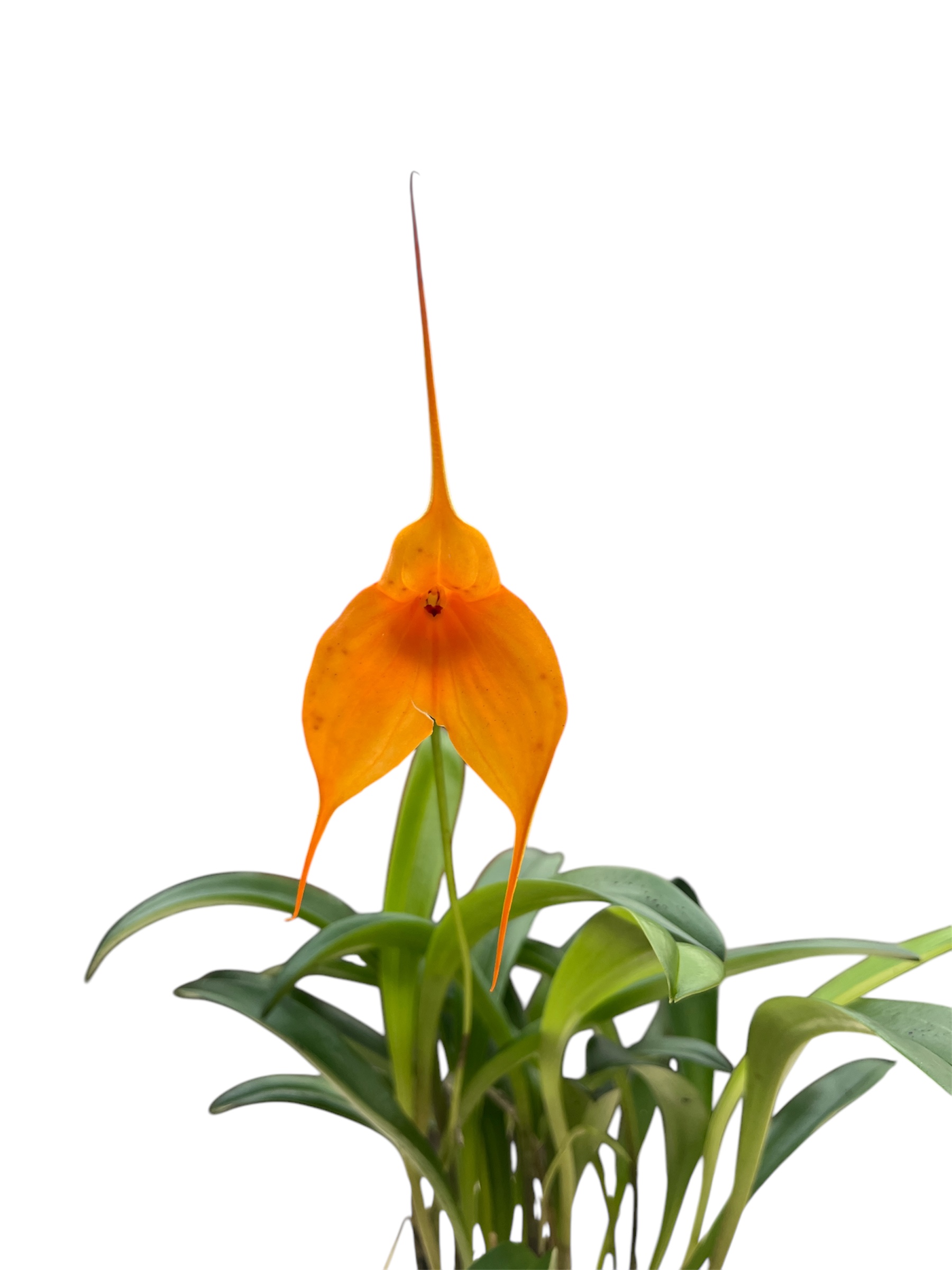 Masdevallia Hybride Select (Orange)