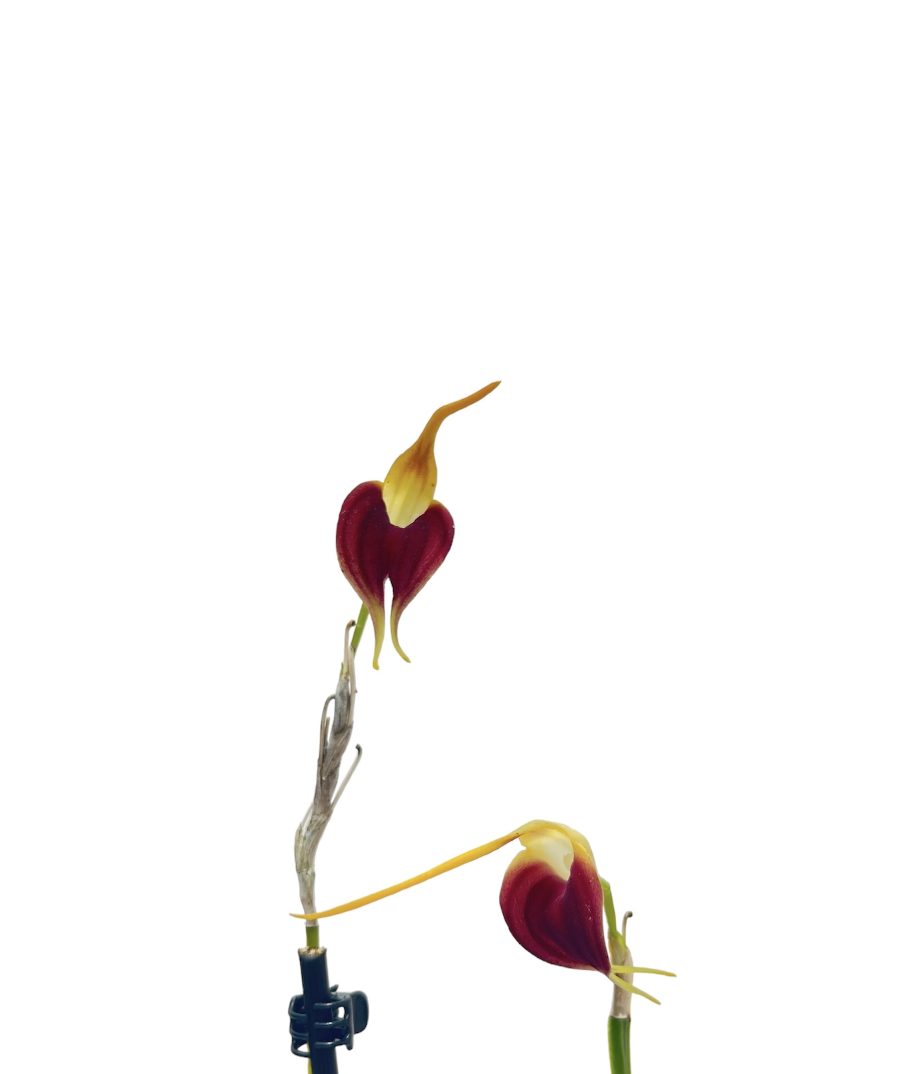 Masdevallia virgo-cuencae