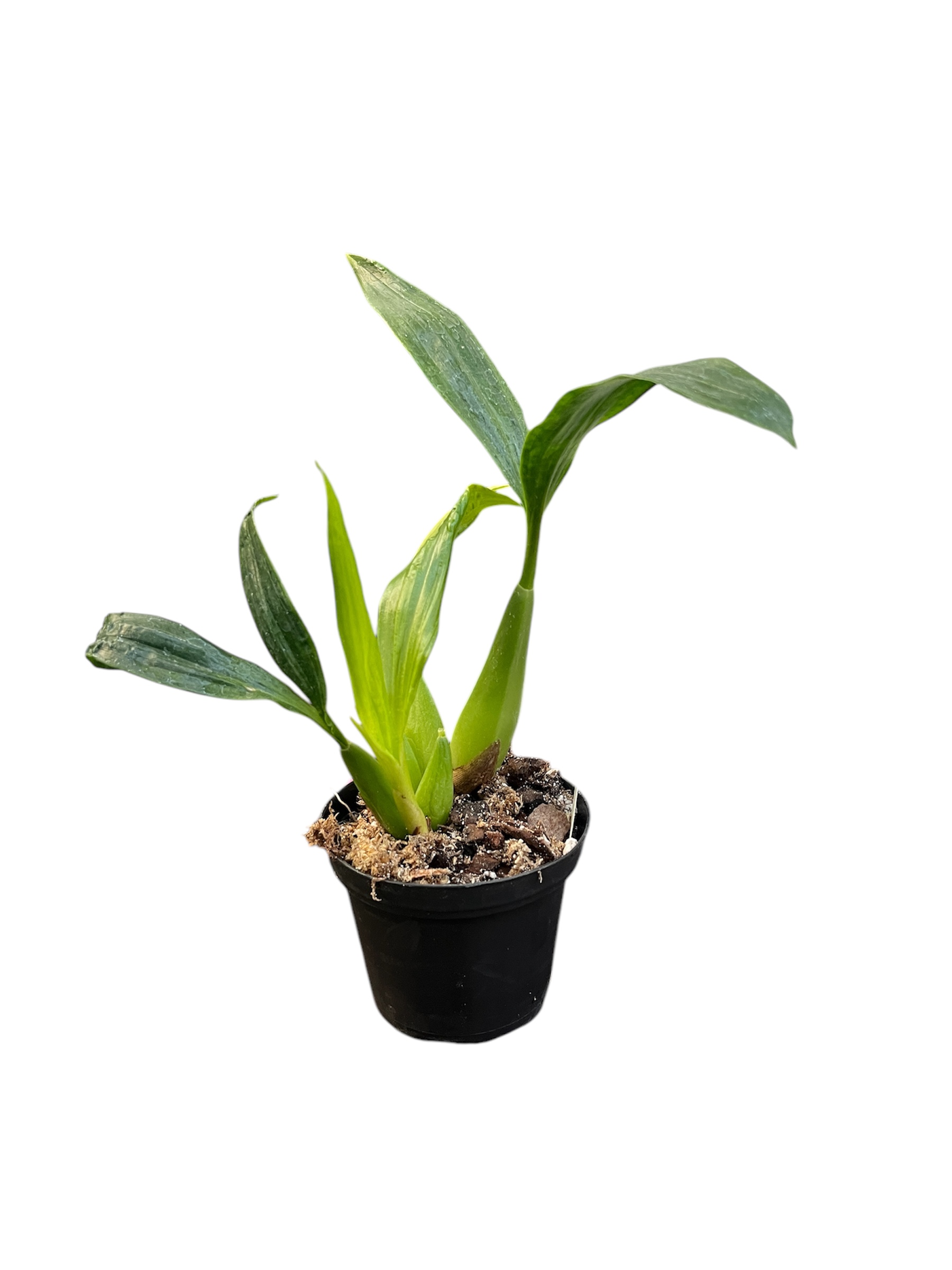 Coelogyne lawrenceana x usitana