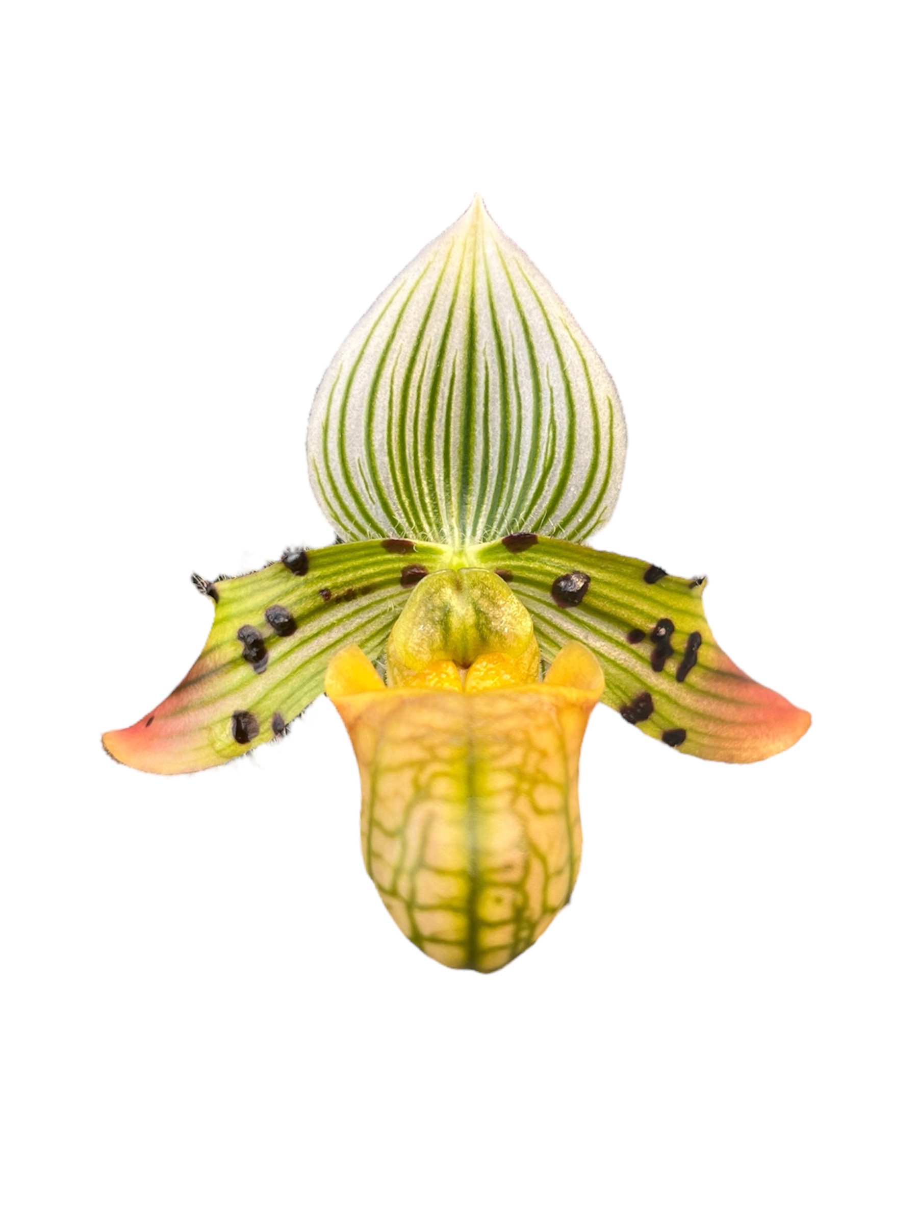 Paphiopedilum venustum