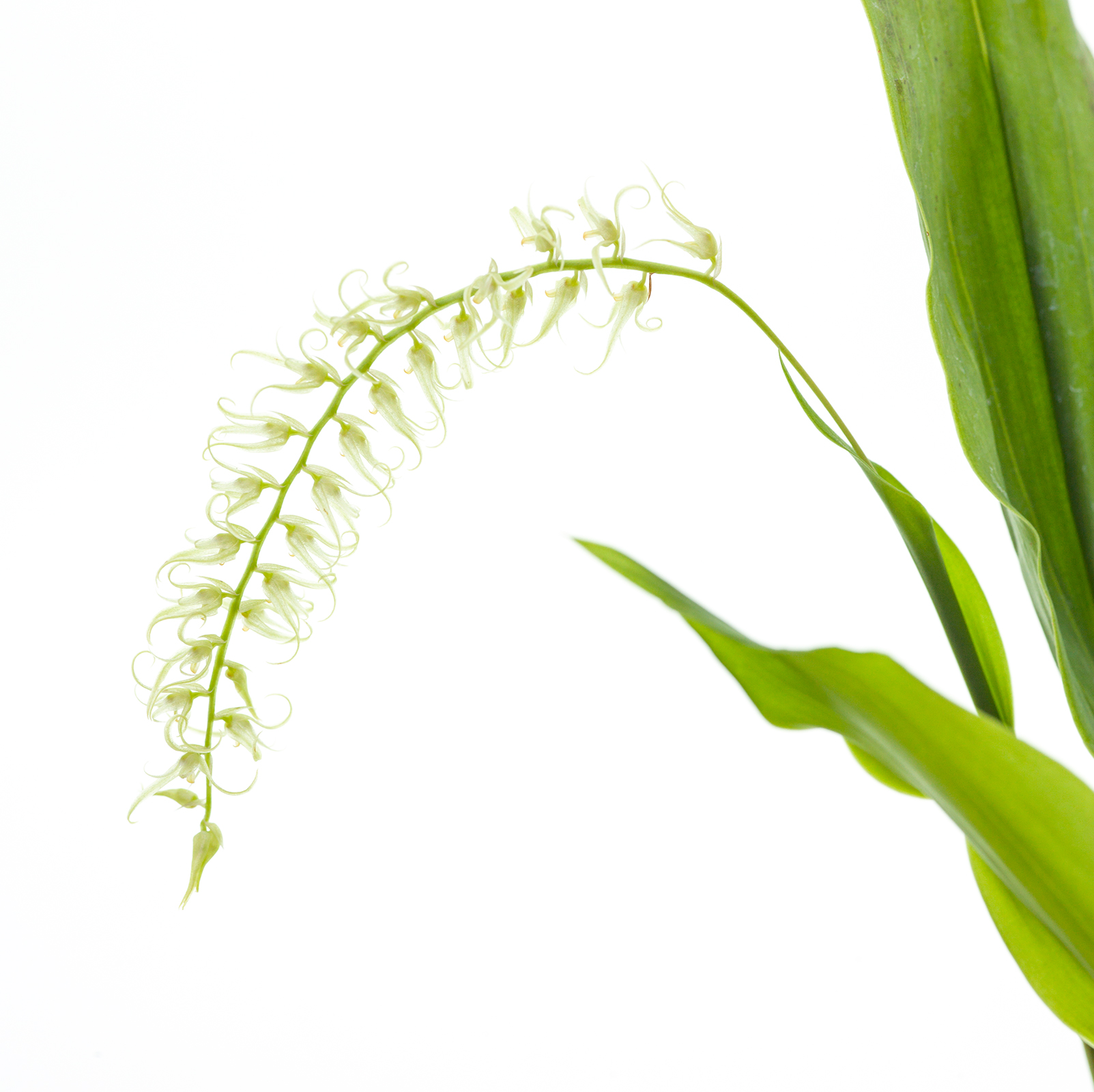 Dendrochilum arachnites